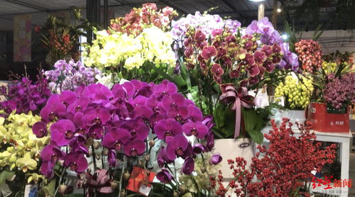 年宵花市場火熱部分產品賣斷貨，期待成都國際園藝盛會迎五大洲奇珍異草