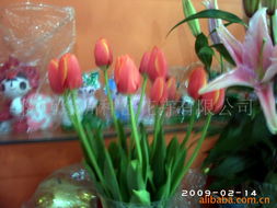 陜西綠洲種苗花卉——精品鮮花產品全覽